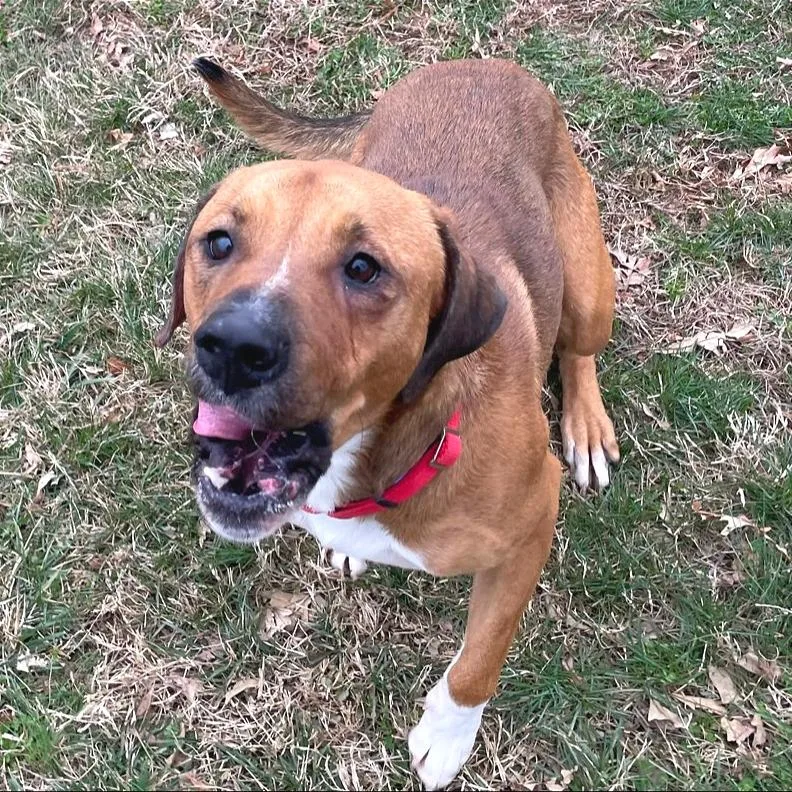 Chestnut thumbnail 3