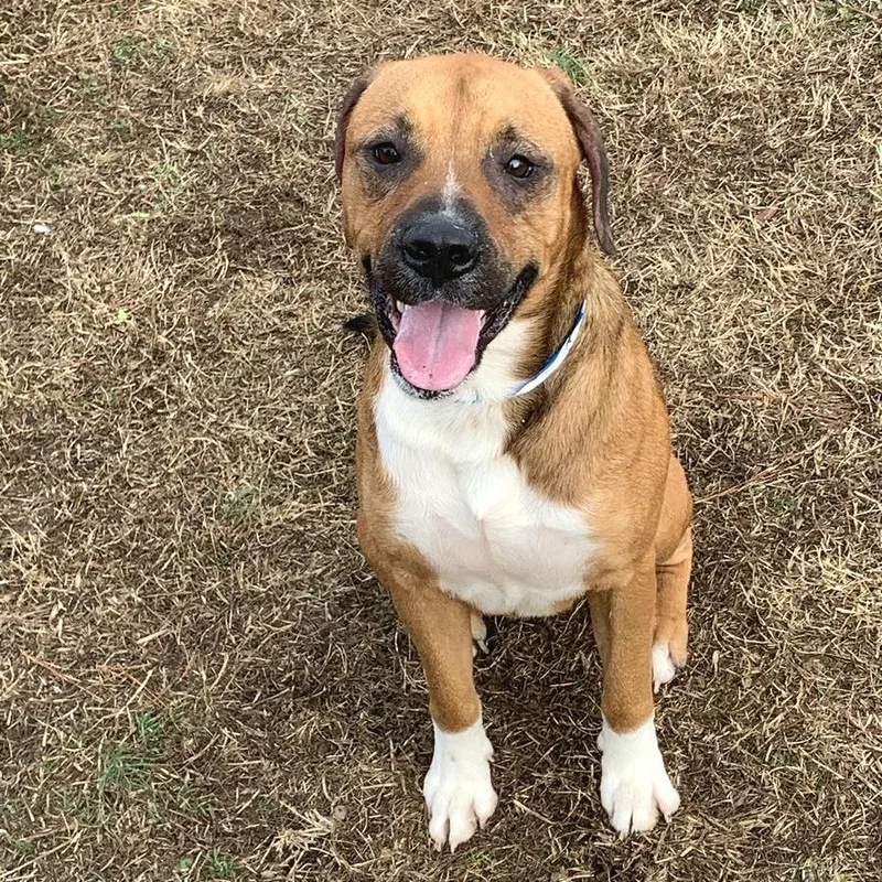 Chestnut thumbnail 4