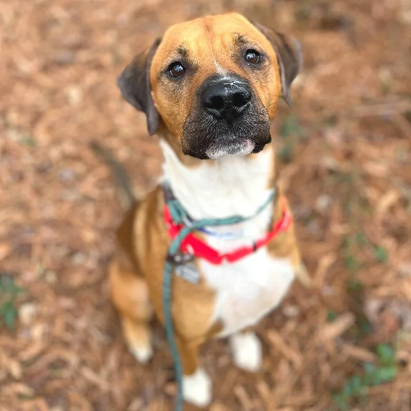 Chestnut thumbnail 5