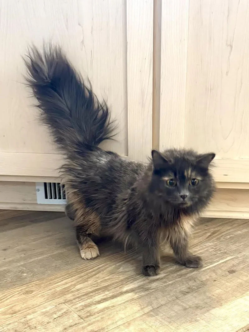 Peanut Butter thumbnail 2