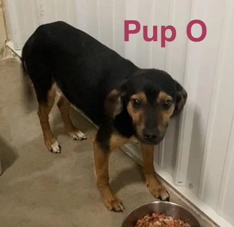 Pup O thumbnail 3