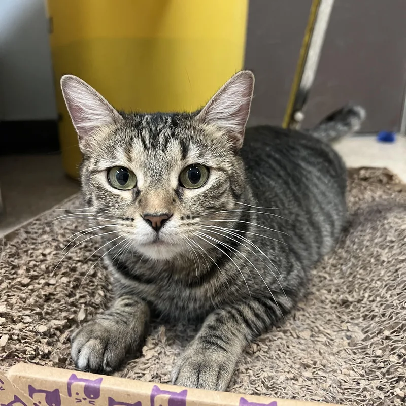 Frostine thumbnail 2