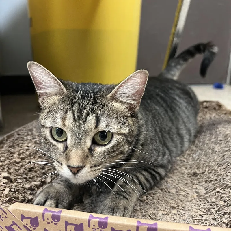 Frostine thumbnail 3