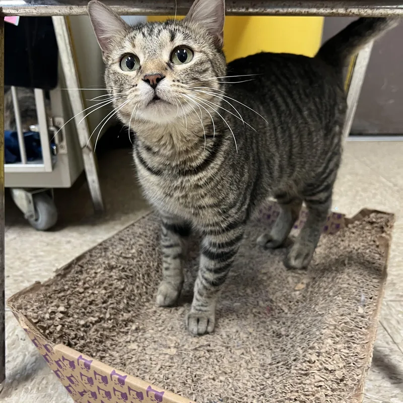 Frostine thumbnail 4