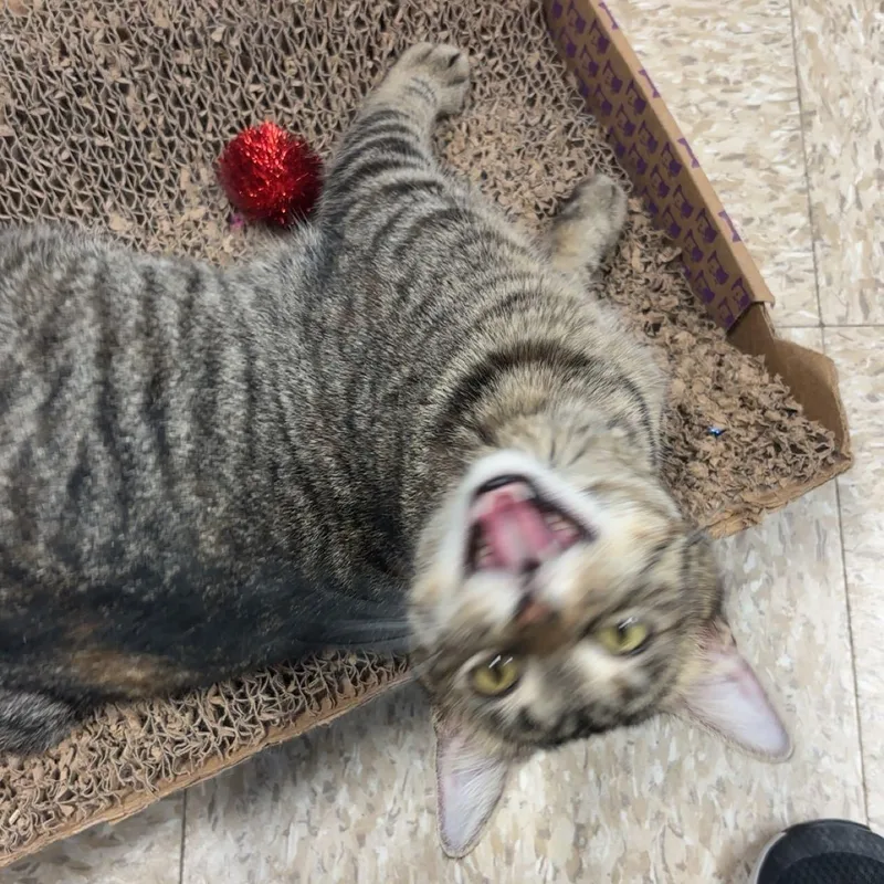 Frostine thumbnail 5