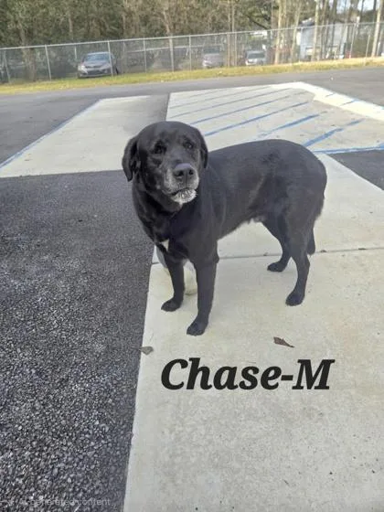 Chase