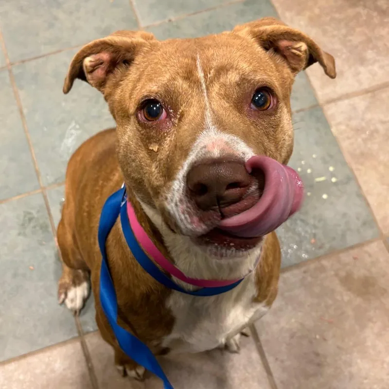 Hashbrown thumbnail 2