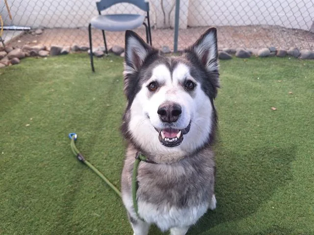 Itty Bitty thumbnail 2