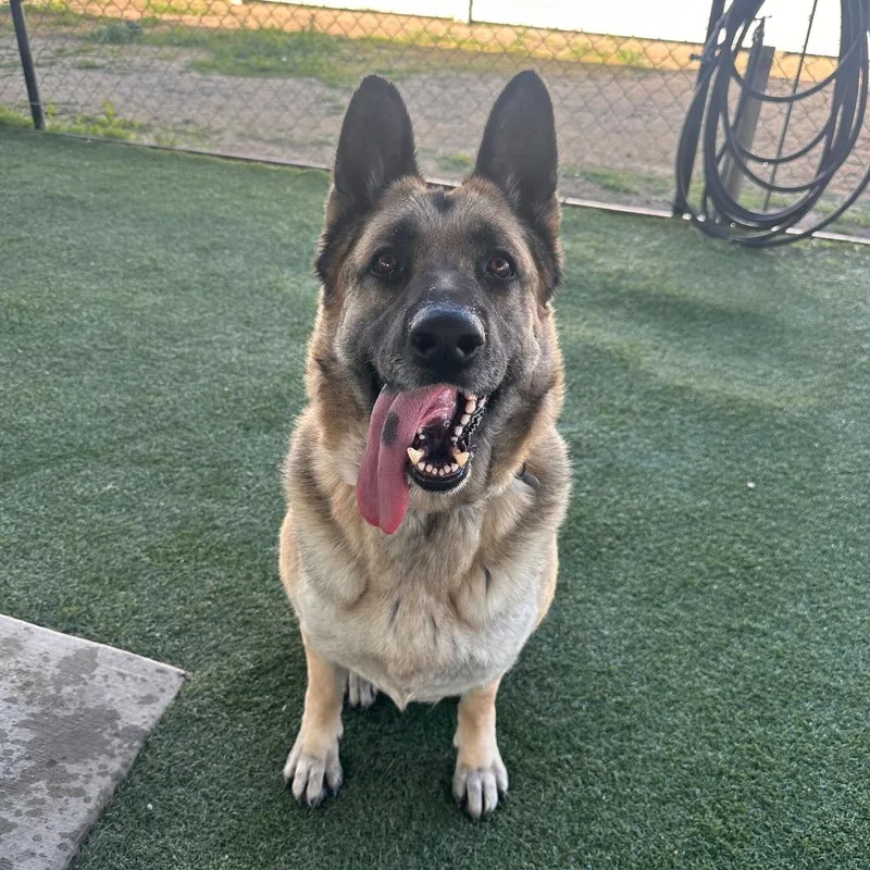 Mahogany thumbnail 2