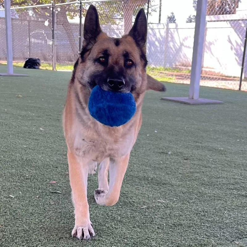 Mahogany thumbnail 3