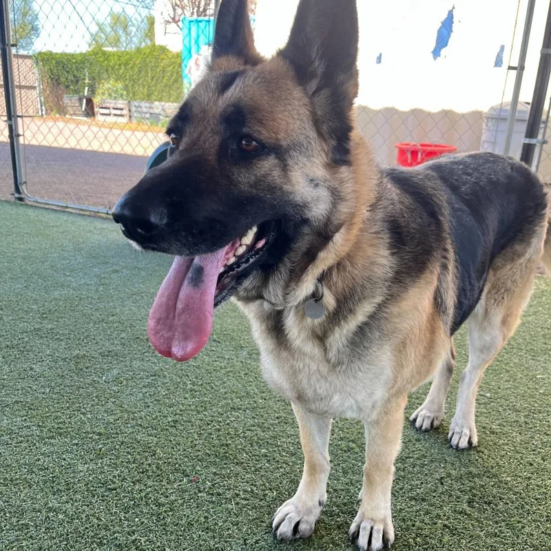 Mahogany thumbnail 4