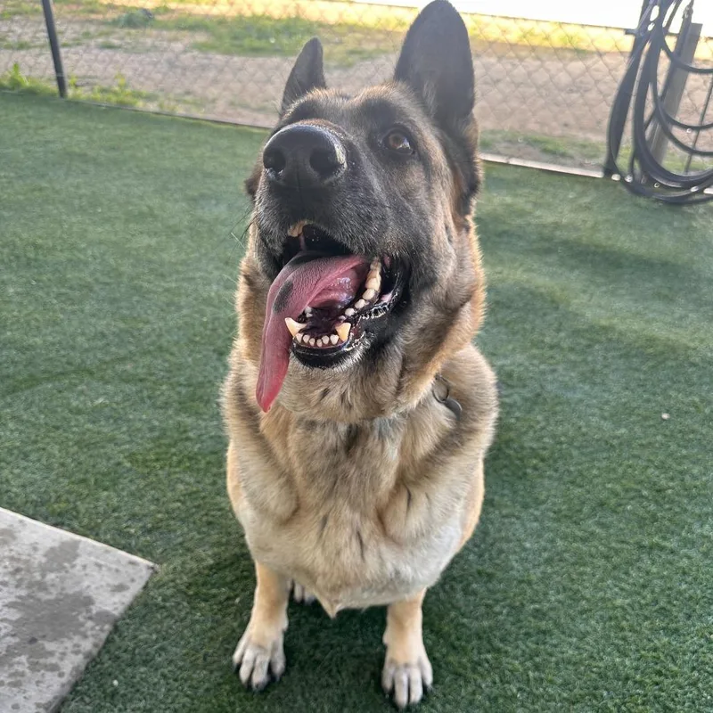 Mahogany thumbnail 5