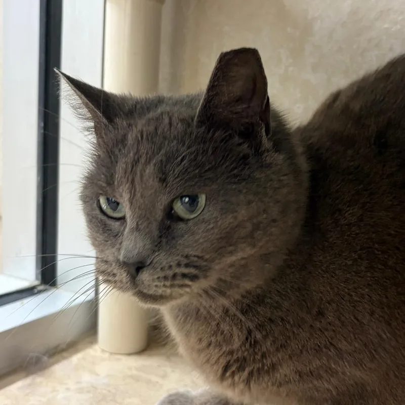 Mister Mans thumbnail 3