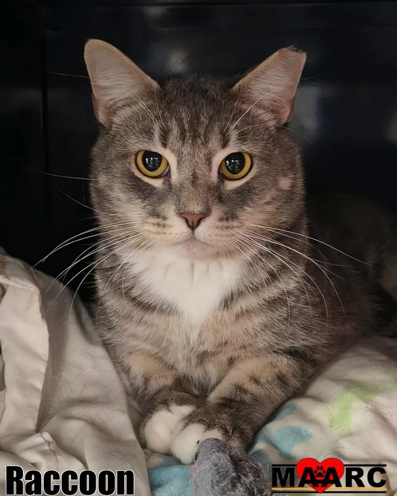 Raccoon