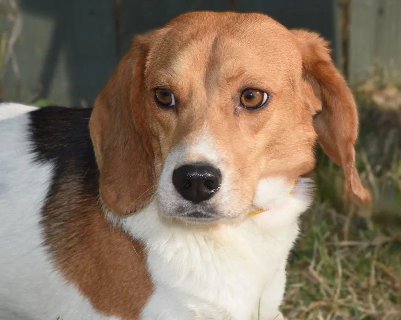 Bugle Boy. thumbnail 2