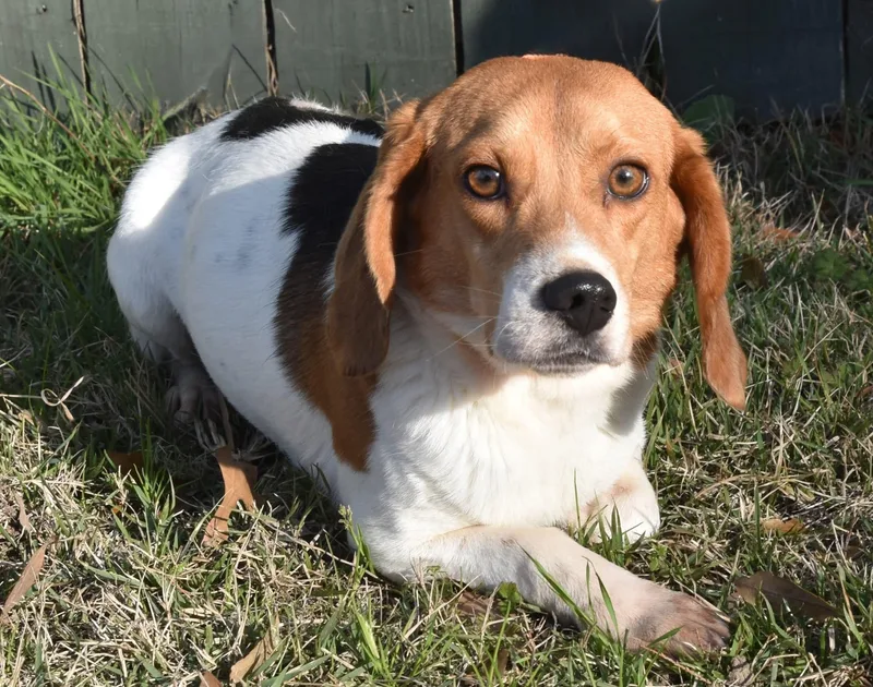 Bugle Boy. thumbnail 3