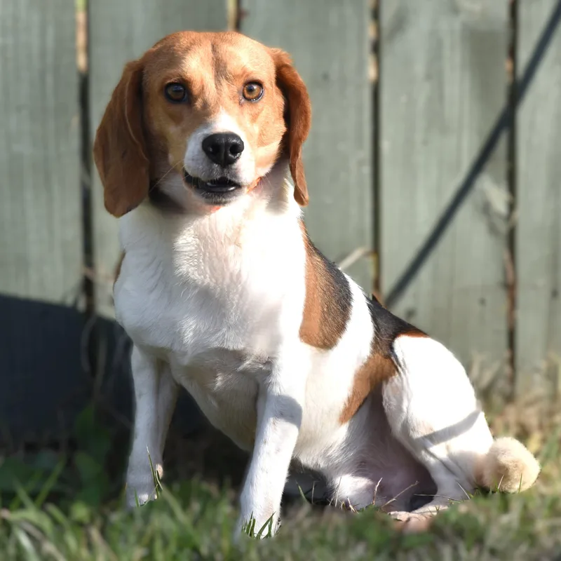 Bugle Boy. thumbnail 4