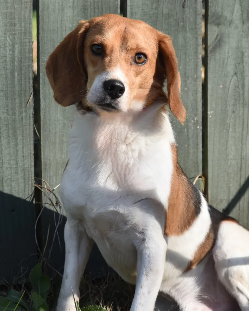 Bugle Boy. thumbnail 5