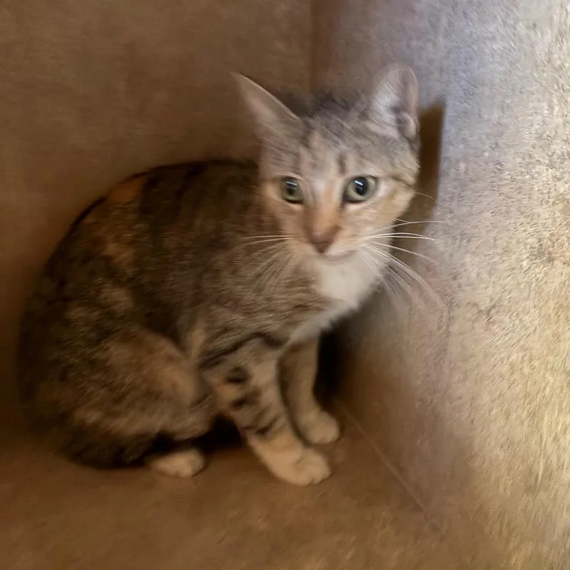 Butterfly thumbnail 2