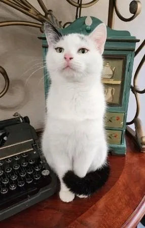A baby medium-sized female White Domestic Short Hair cat named Lola for adoption in Fort Worth, TX