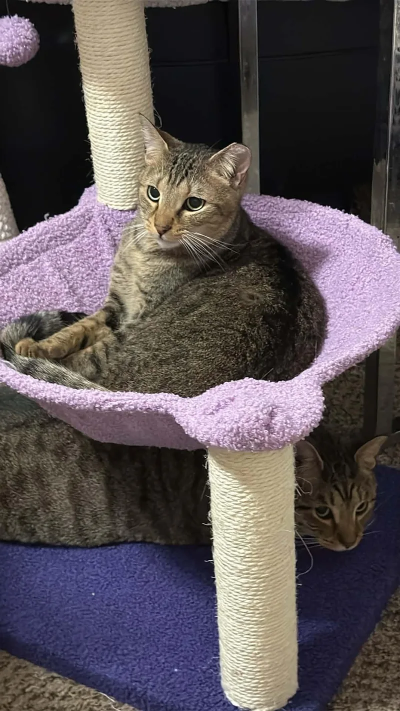 A young medium-sized male Tabby (Brown / Chocolate) Domestic Short Hair cat named Sammy for adoption in Charlotte, NC