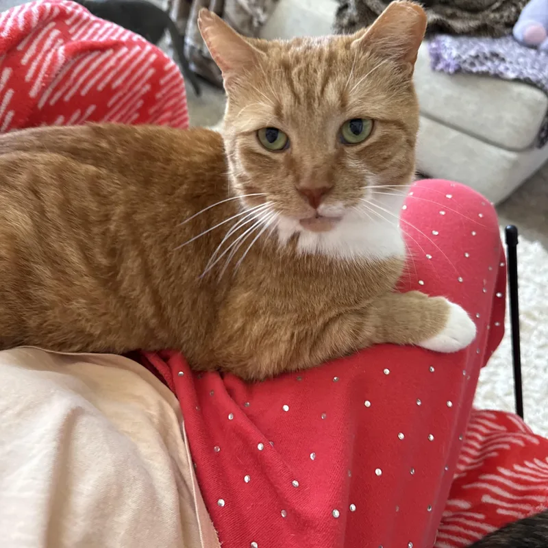 Shortcake thumbnail 2