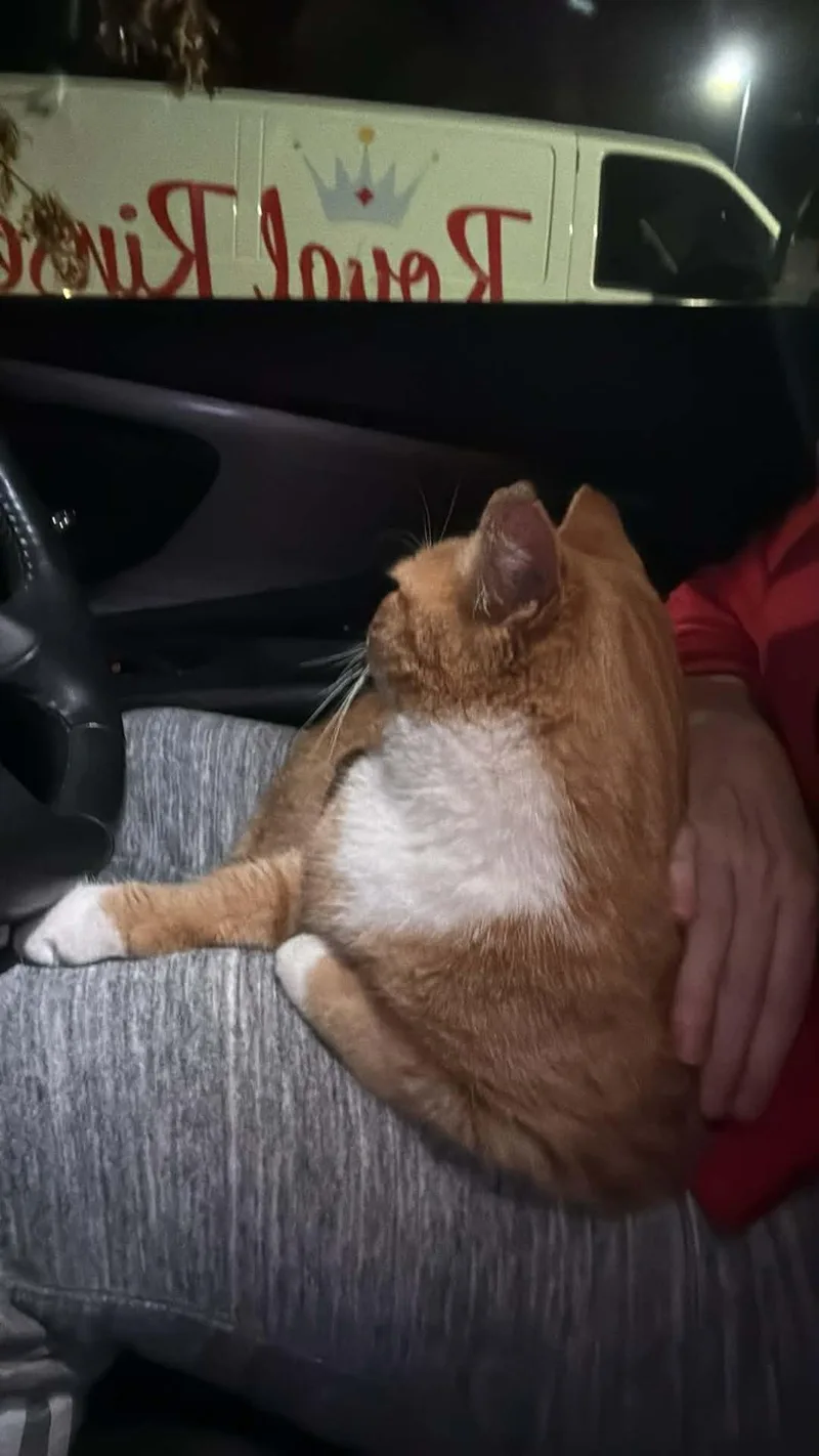 Shortcake thumbnail 3