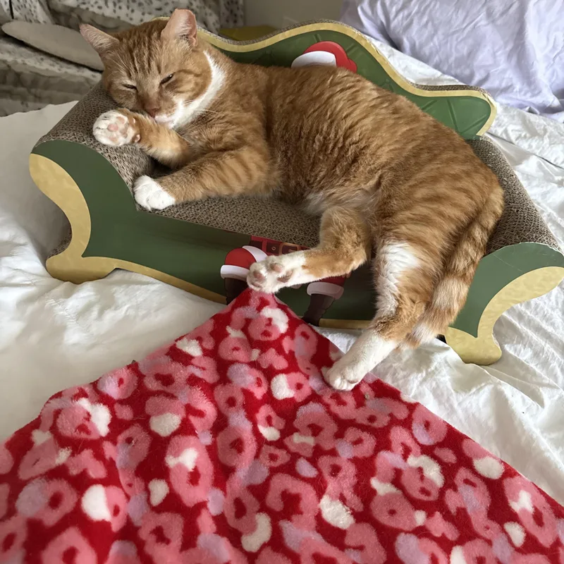 Shortcake thumbnail 4