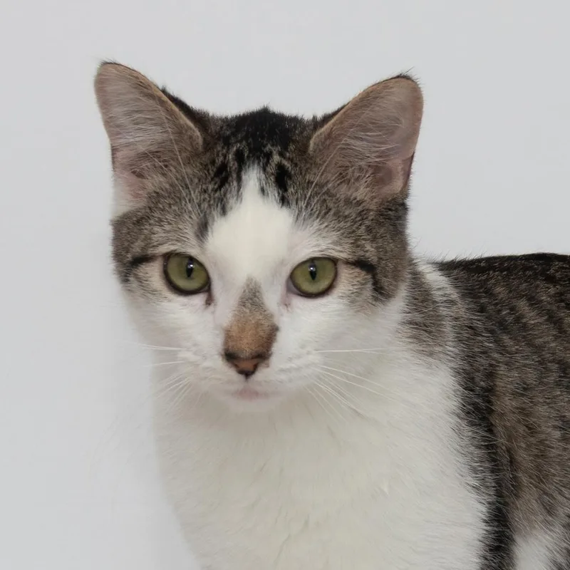 Sonny & Fredo thumbnail 4