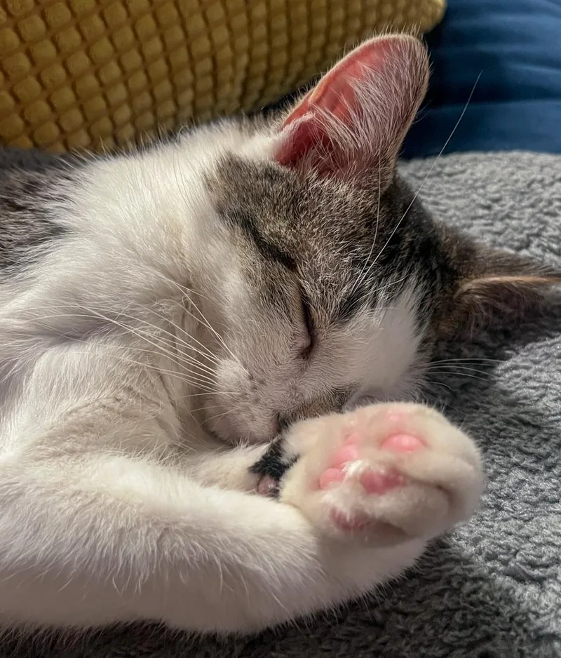 Sonny & Fredo thumbnail 5