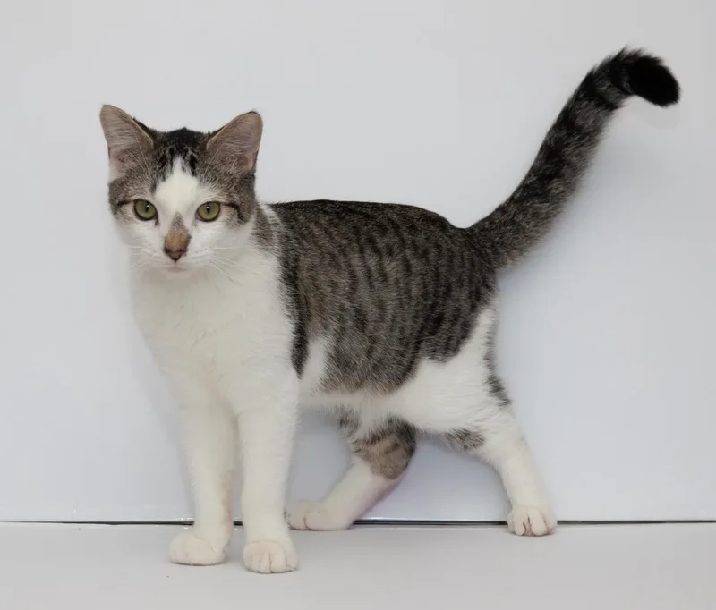 Sonny & Fredo thumbnail 6