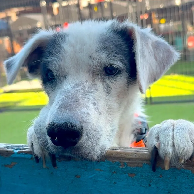 Girlie Girl thumbnail 3