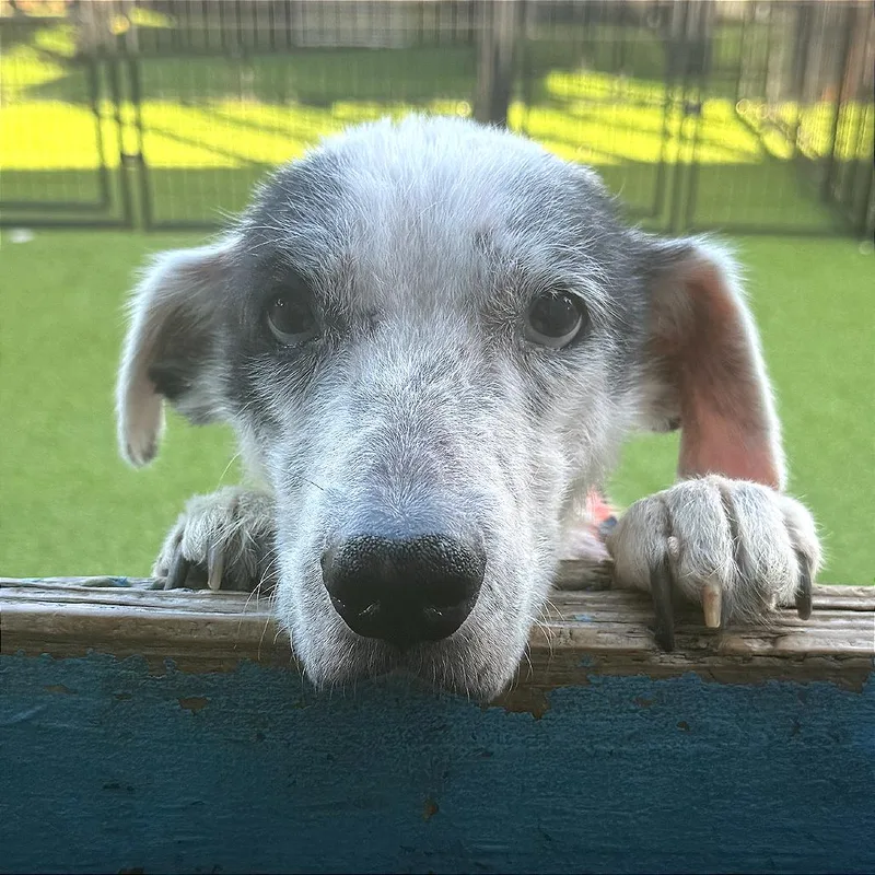 Girlie Girl thumbnail 4