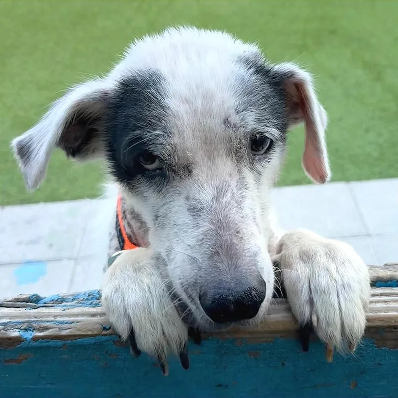 Girlie Girl thumbnail 5