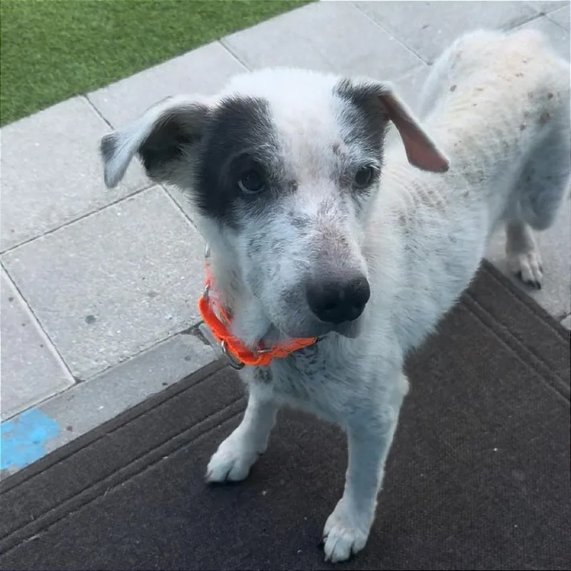 Girlie Girl thumbnail 6