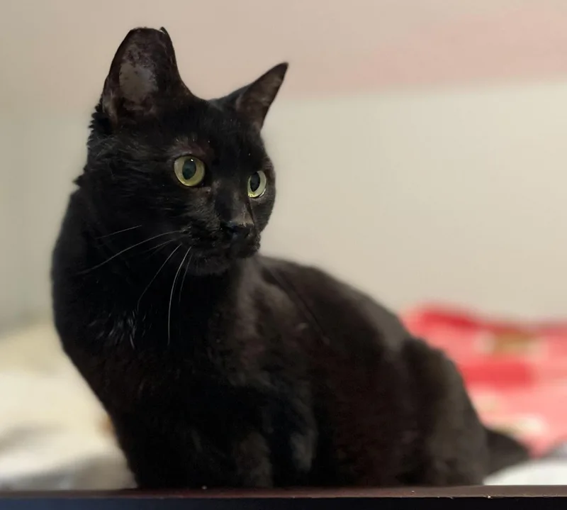 Obsidian thumbnail 2