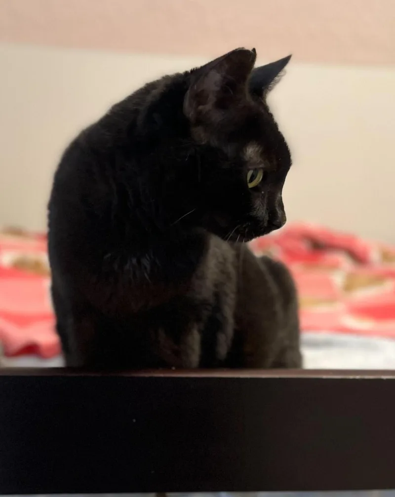 Obsidian thumbnail 5