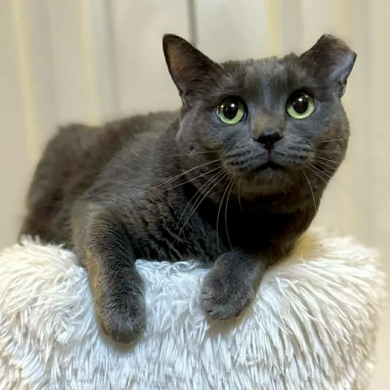 Florence thumbnail 3