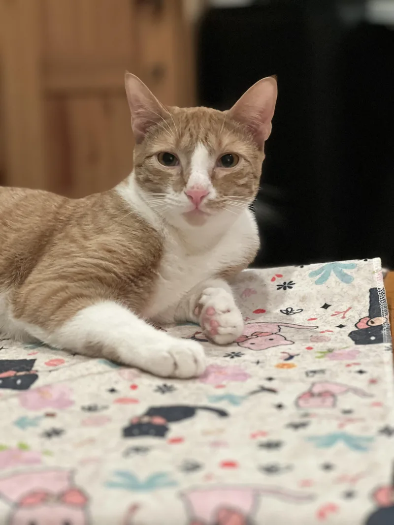 Tony And Ron Orange thumbnail 2