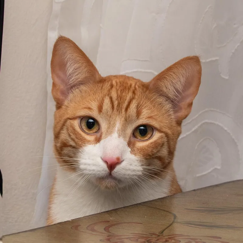 Tony And Ron Orange thumbnail 4