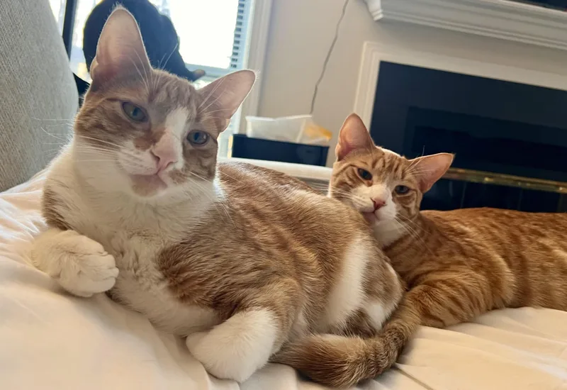 Tony And Ron Orange thumbnail 5