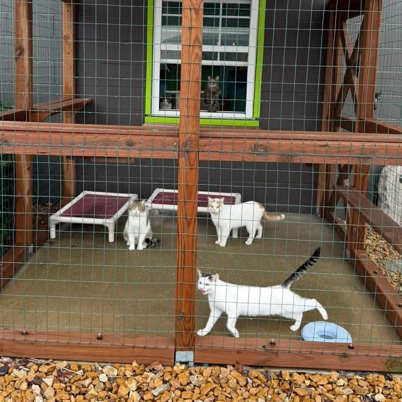 Squeegee thumbnail 2