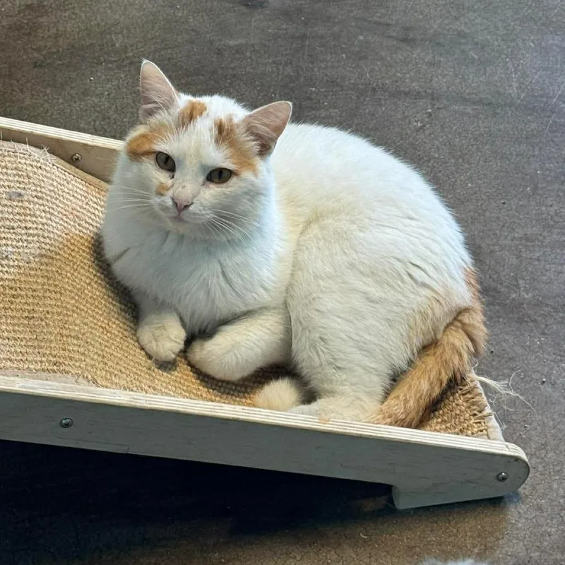 Squeegee thumbnail 3