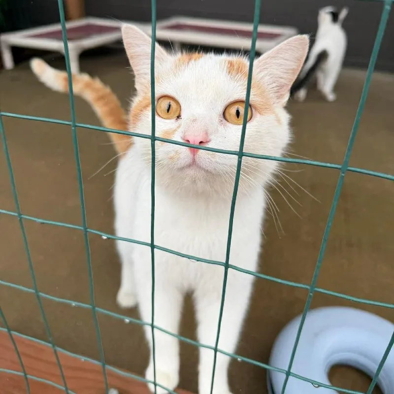 Squeegee thumbnail 4