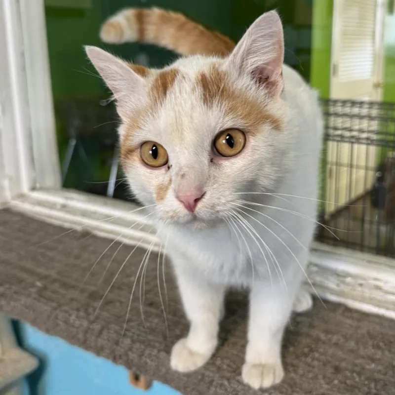 Squeegee thumbnail 5