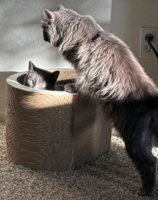 Sophia& Breslin thumbnail 3