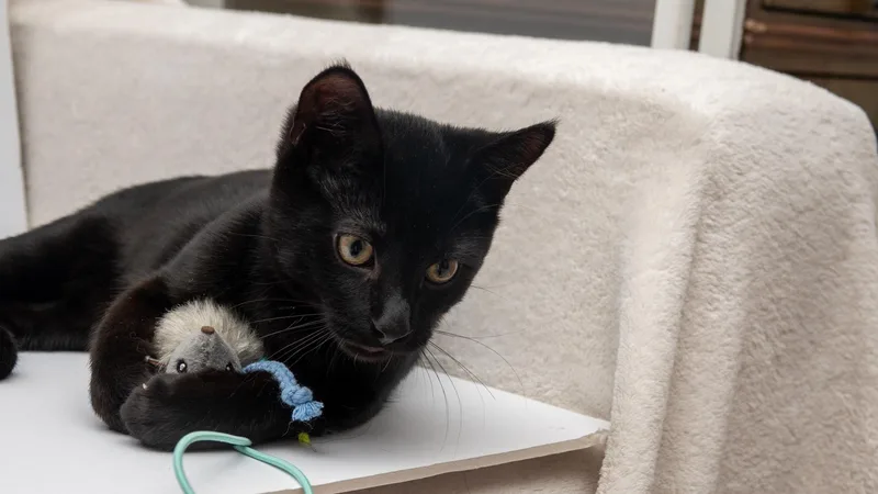 Tom Brown thumbnail 2