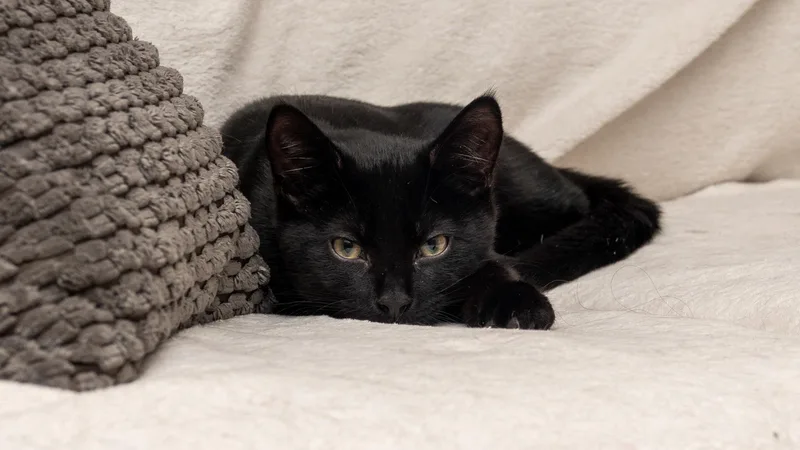 Tom Brown thumbnail 3