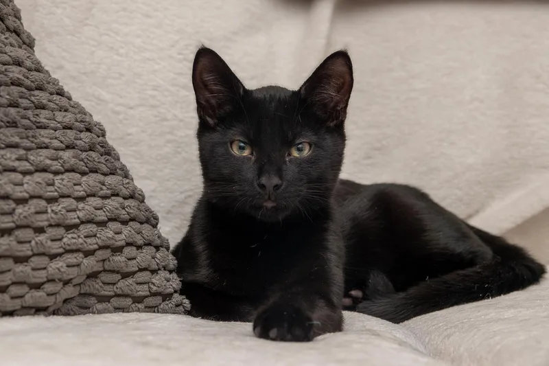 Tom Brown thumbnail 4