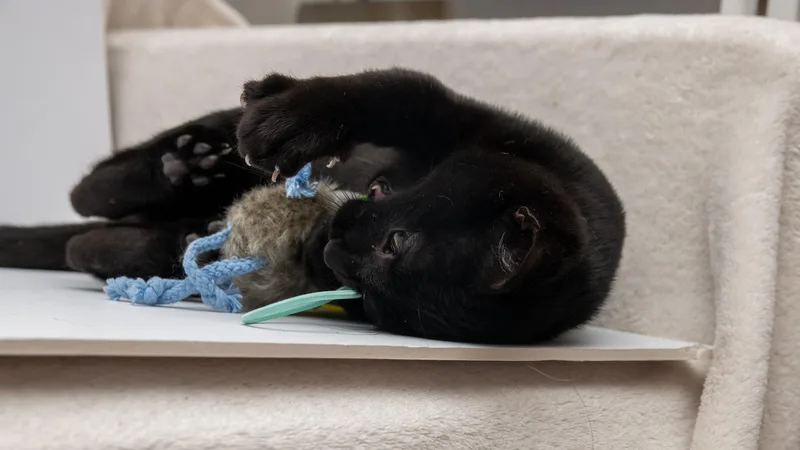 Tom Brown thumbnail 5